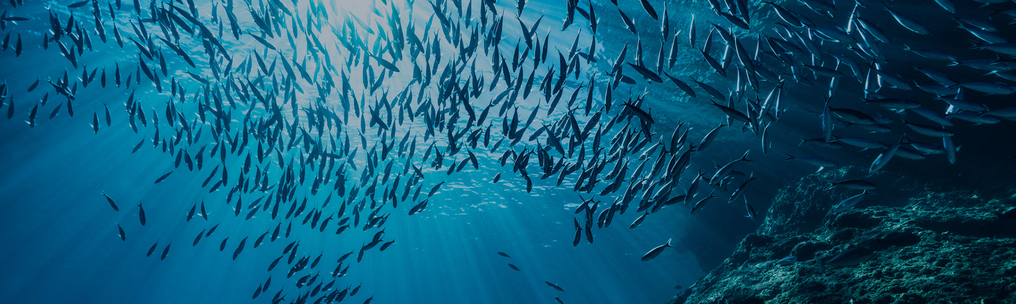 魚群探知機 | 鈴木魚探株式会社 魚群探知機・ソナー・プロッタ